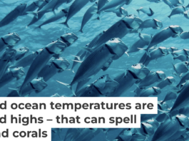 As ocean temperatures rise during El Niño, fish can find themselves in hot water. Geoff Trodd/Unsplash